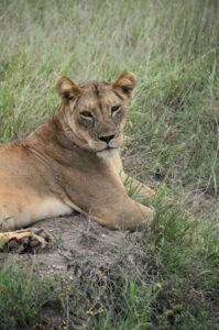 Lioness lying in tall grass with yellow flowers