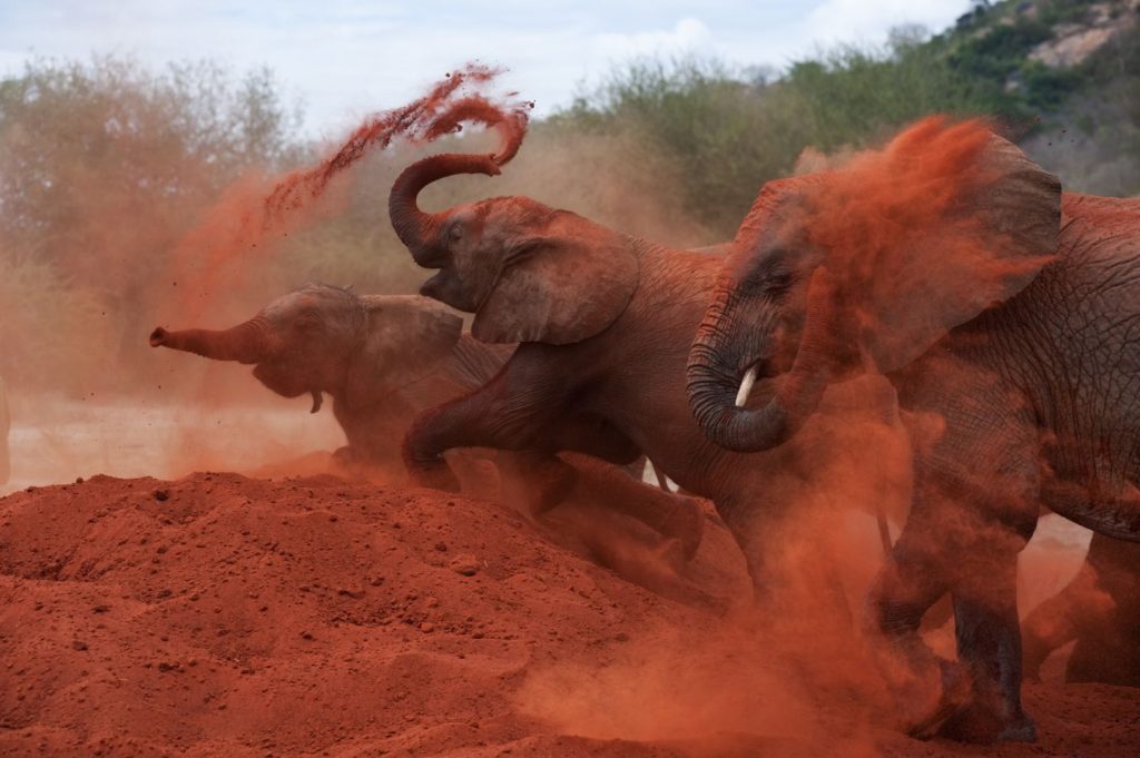 Group of red elephants throwing red soil in Tsavo