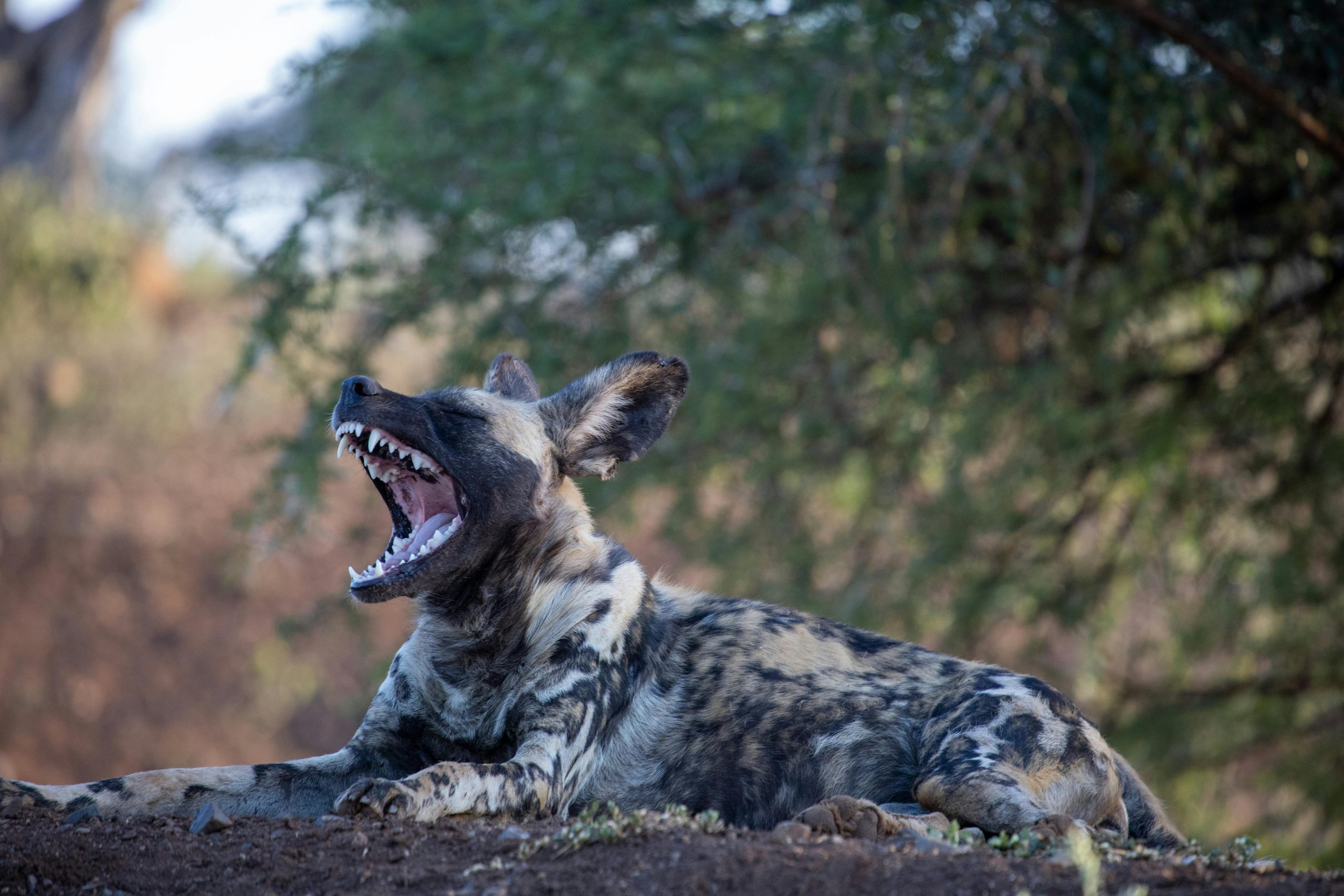 African wild dog lying on ground with mouth open, showing teeth and tongue in savanna habitat