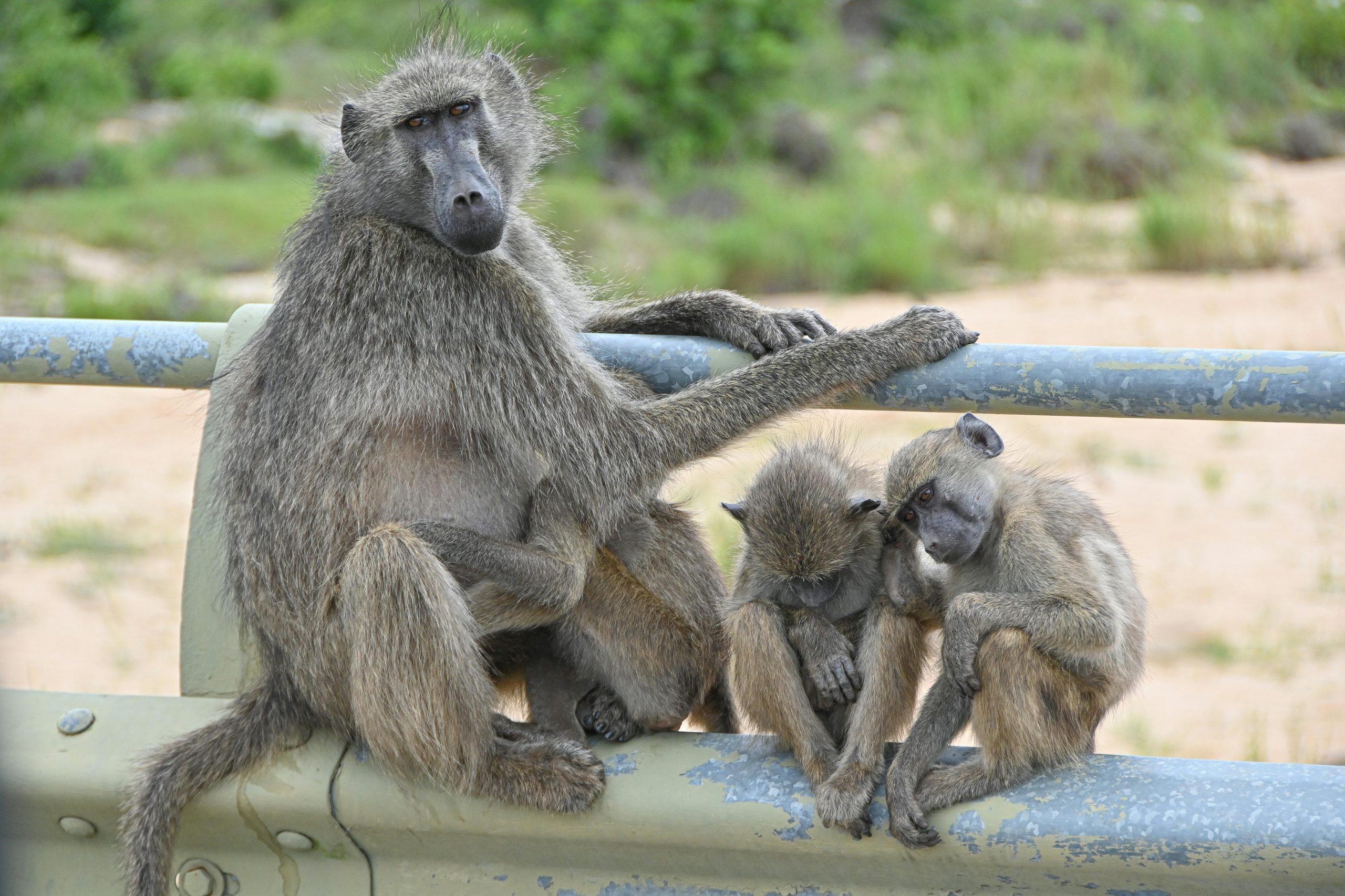 Three baboons sitting on railing in natural habitat