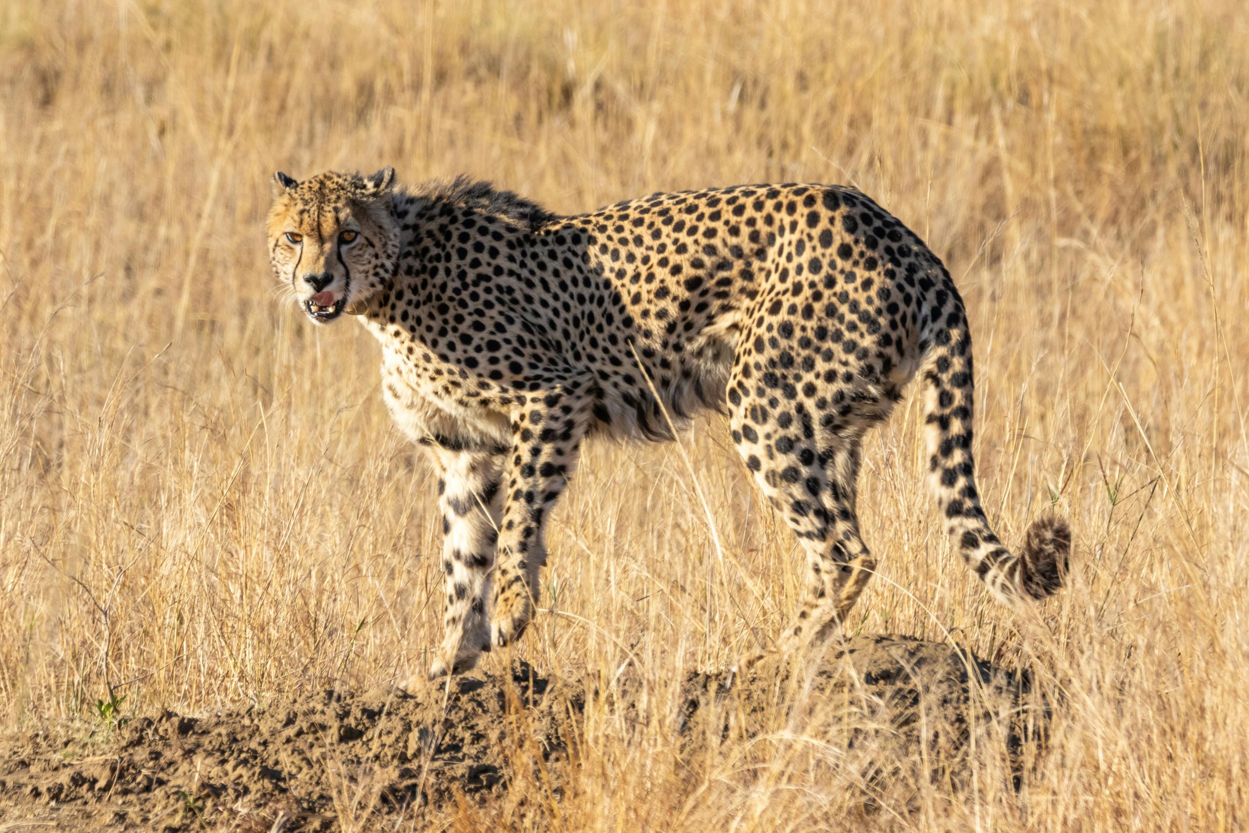 cheetah standing alert on mound in Tsavo grassland