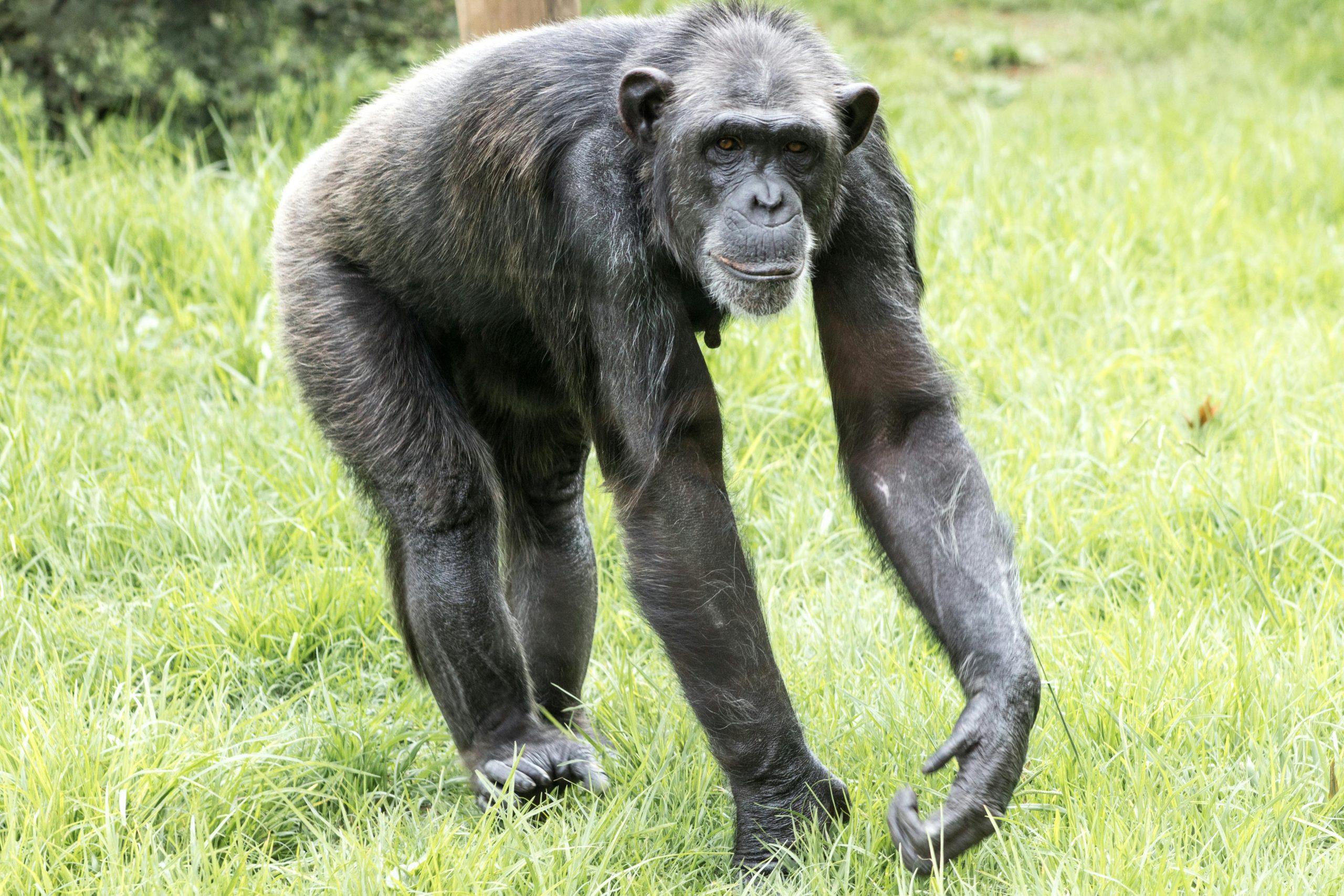 Chimpanzee knuckle-walking in grassy outdoor environment at the olpejeta conservancy