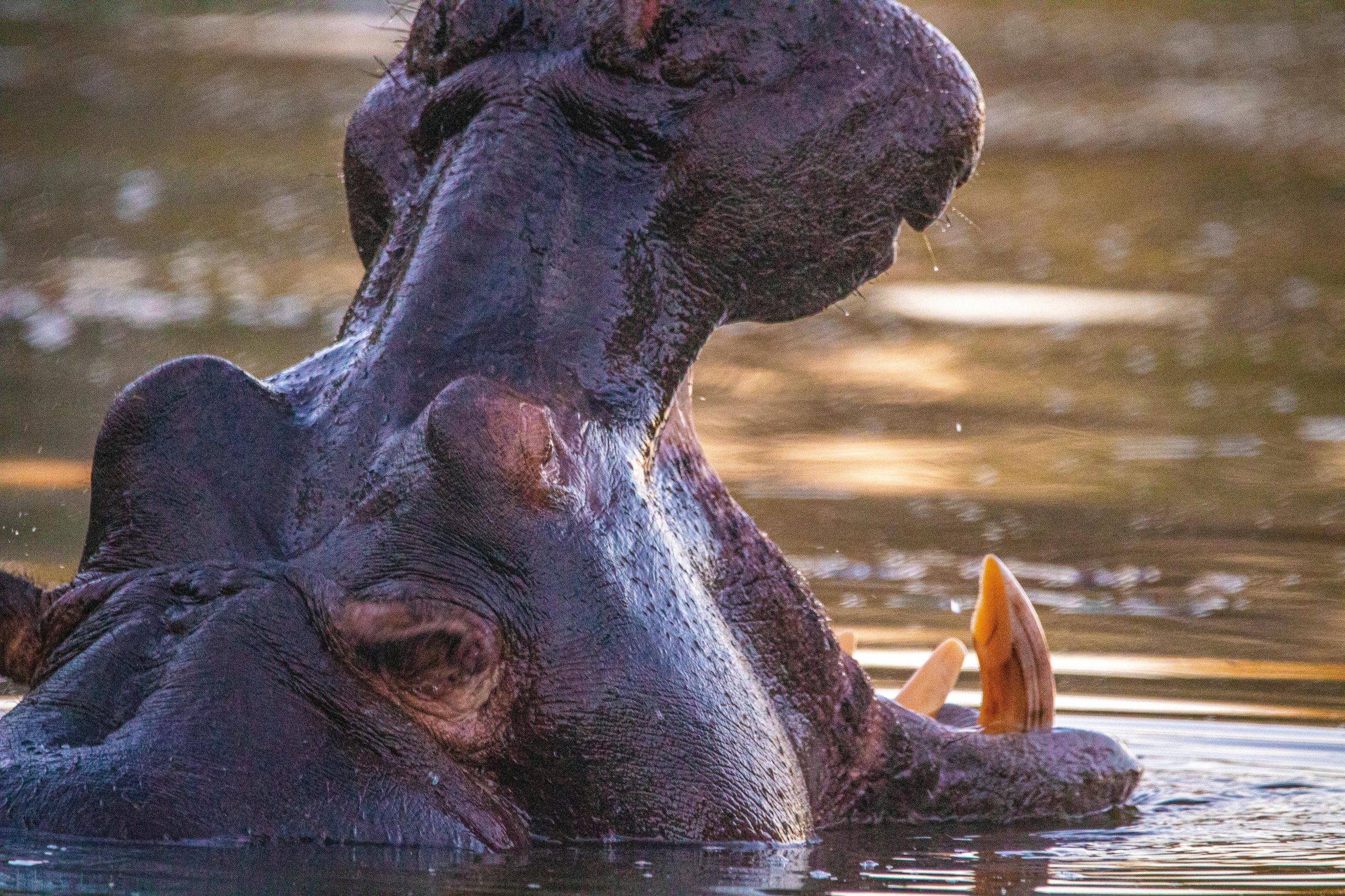 Close-up of hippopotamus with mouth wide open in water