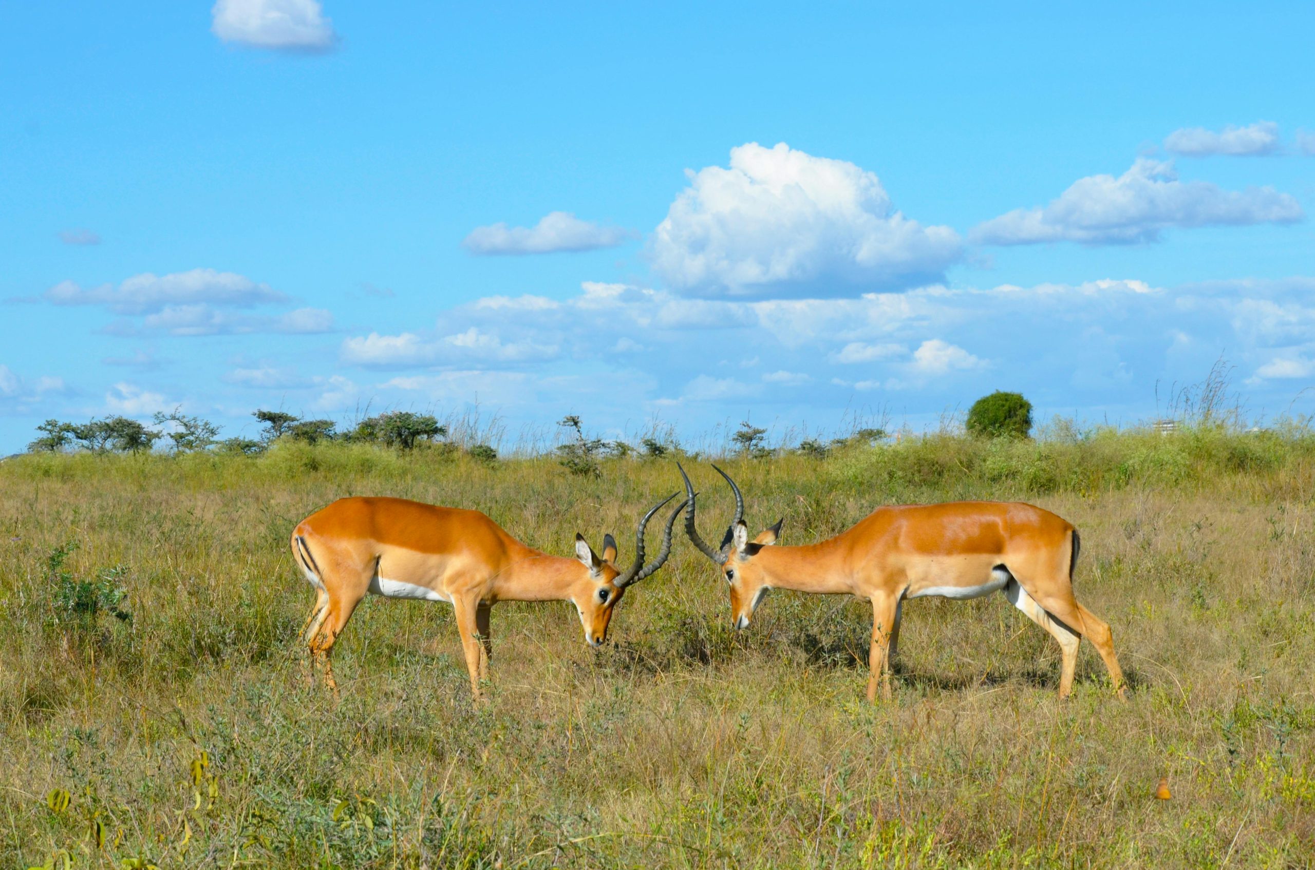 Two male impalas locking horns in grassy savanna