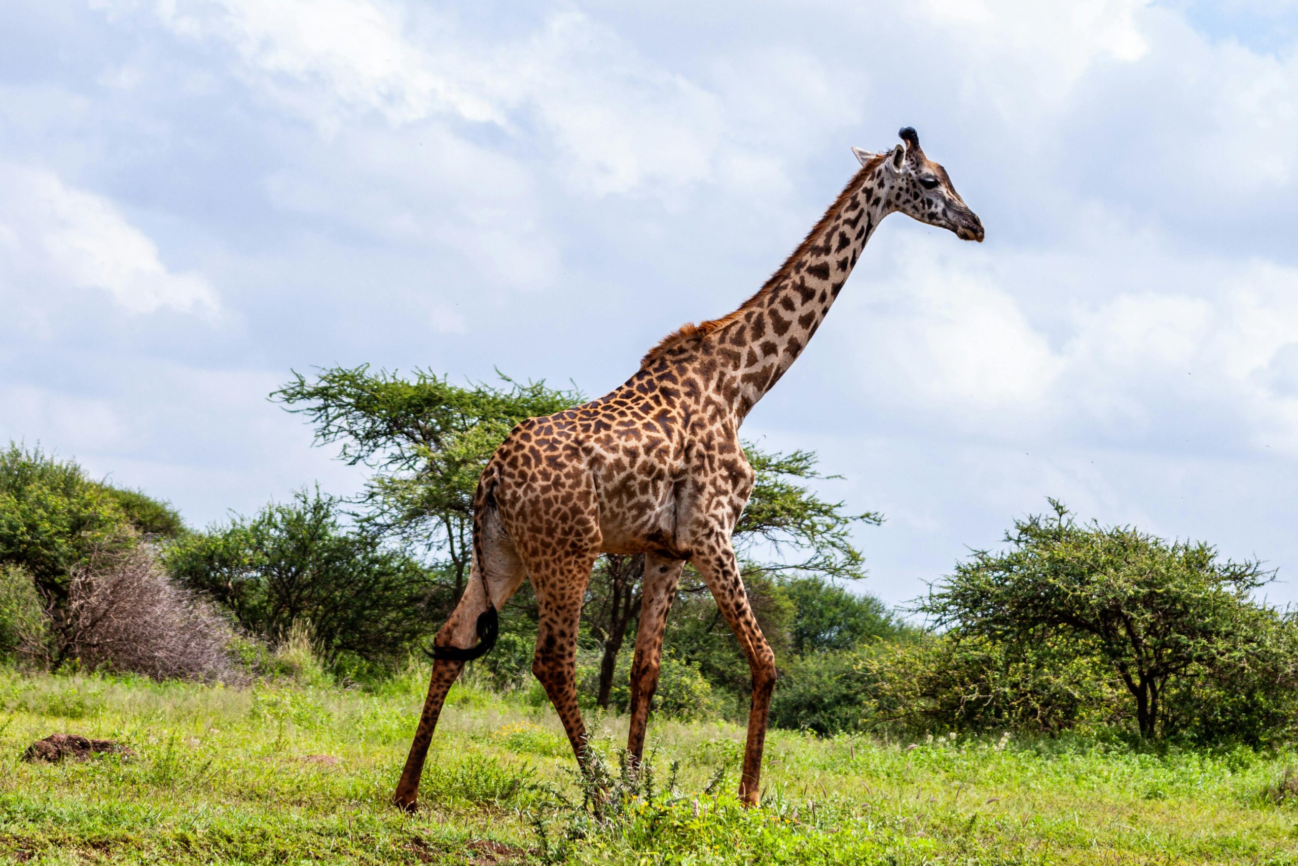 Giraffe walking through grassy landscape with scattered trees in Samburu National reserve