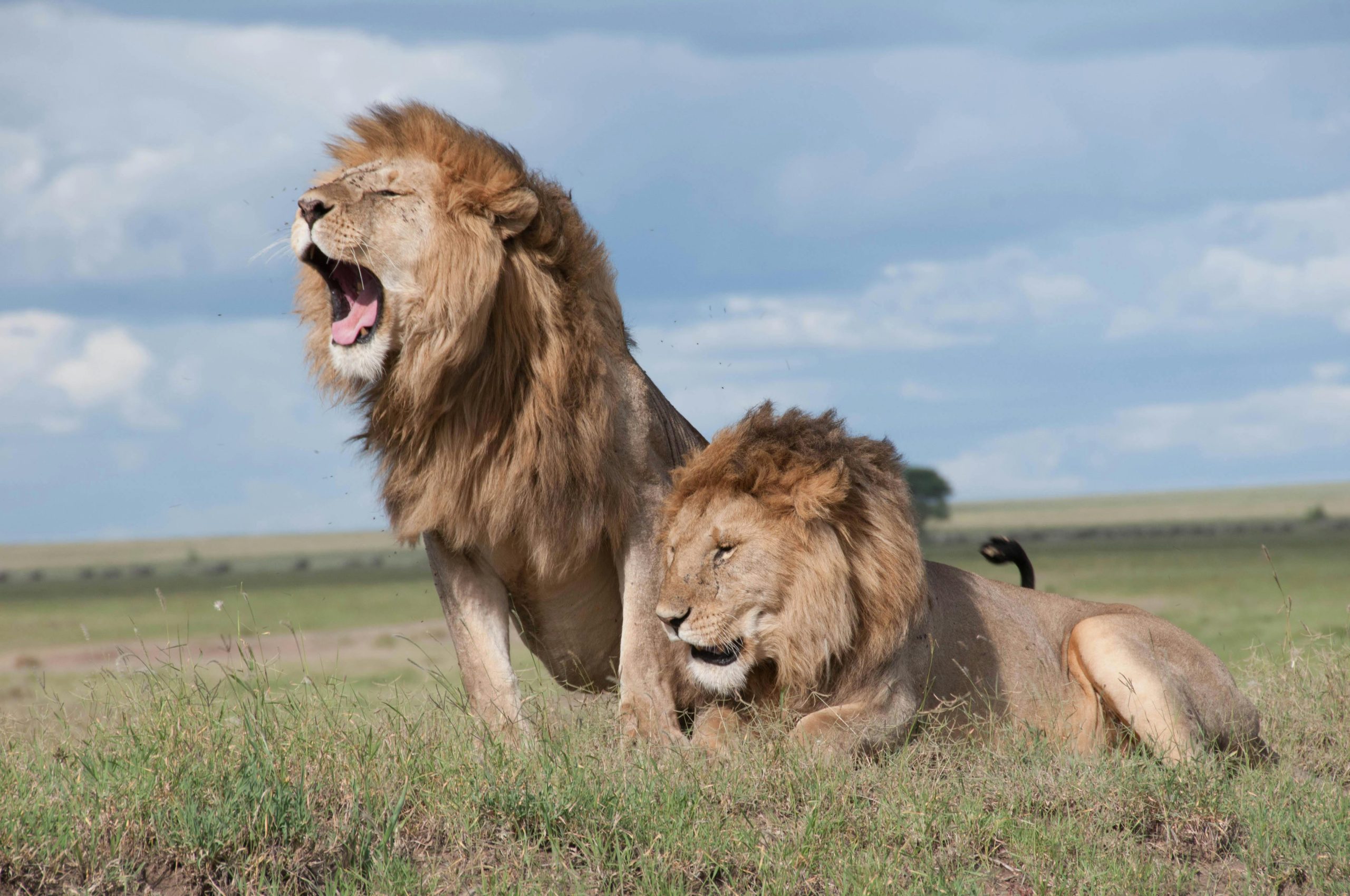 Two adult male lions in Maasai Mara savanna