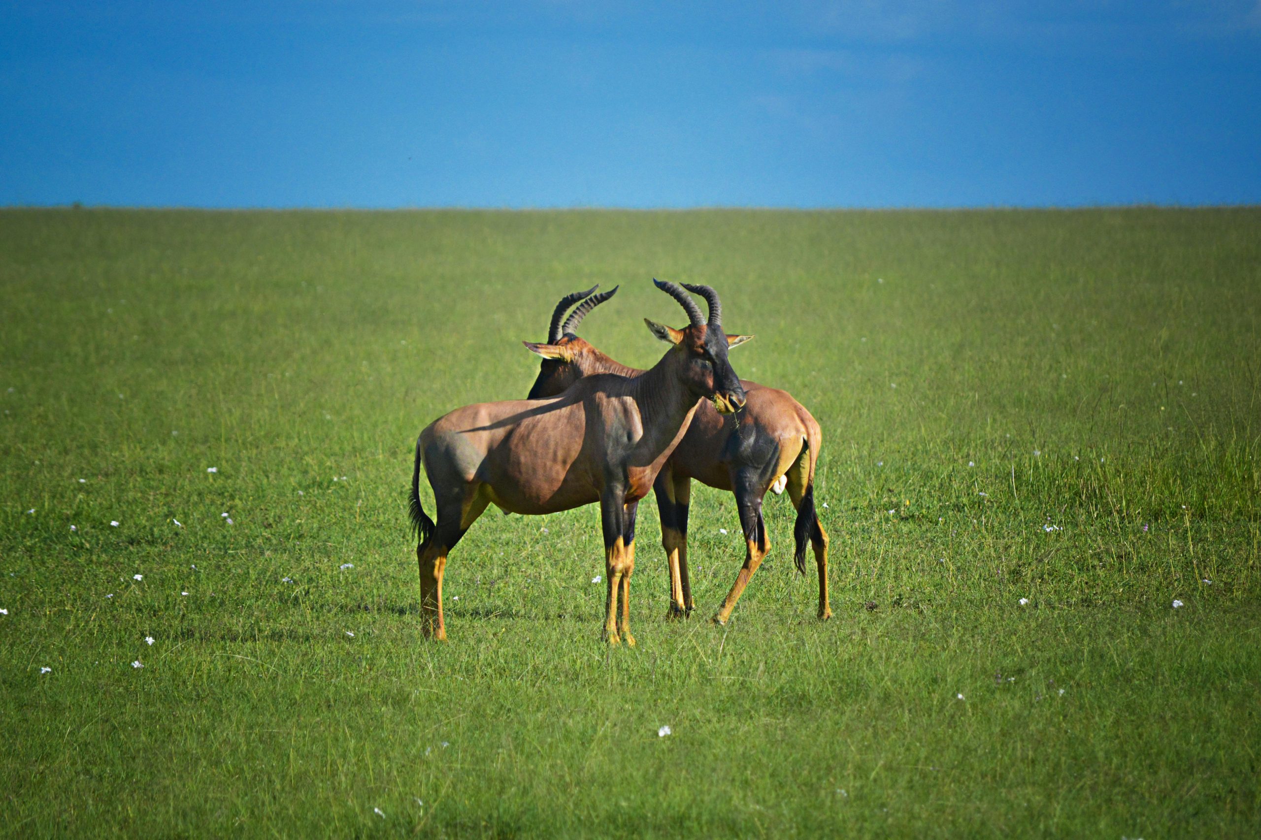 Three topi antelopes standing together on grassy plain