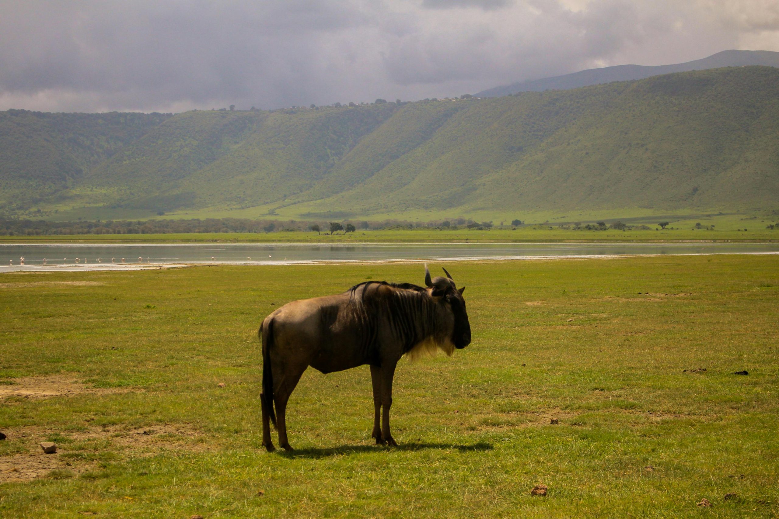 Lone wildebeest with flamingos near water in grassy savanna